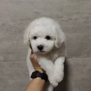 Bichon Frise Female Puppy for Sale in New York (NY)