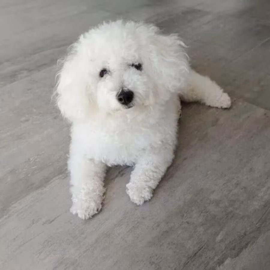 Bichon Frise Female Puppy for Sale in New York (NY)