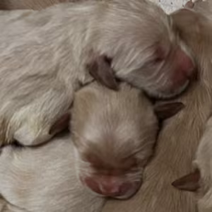 Golden Retrievers