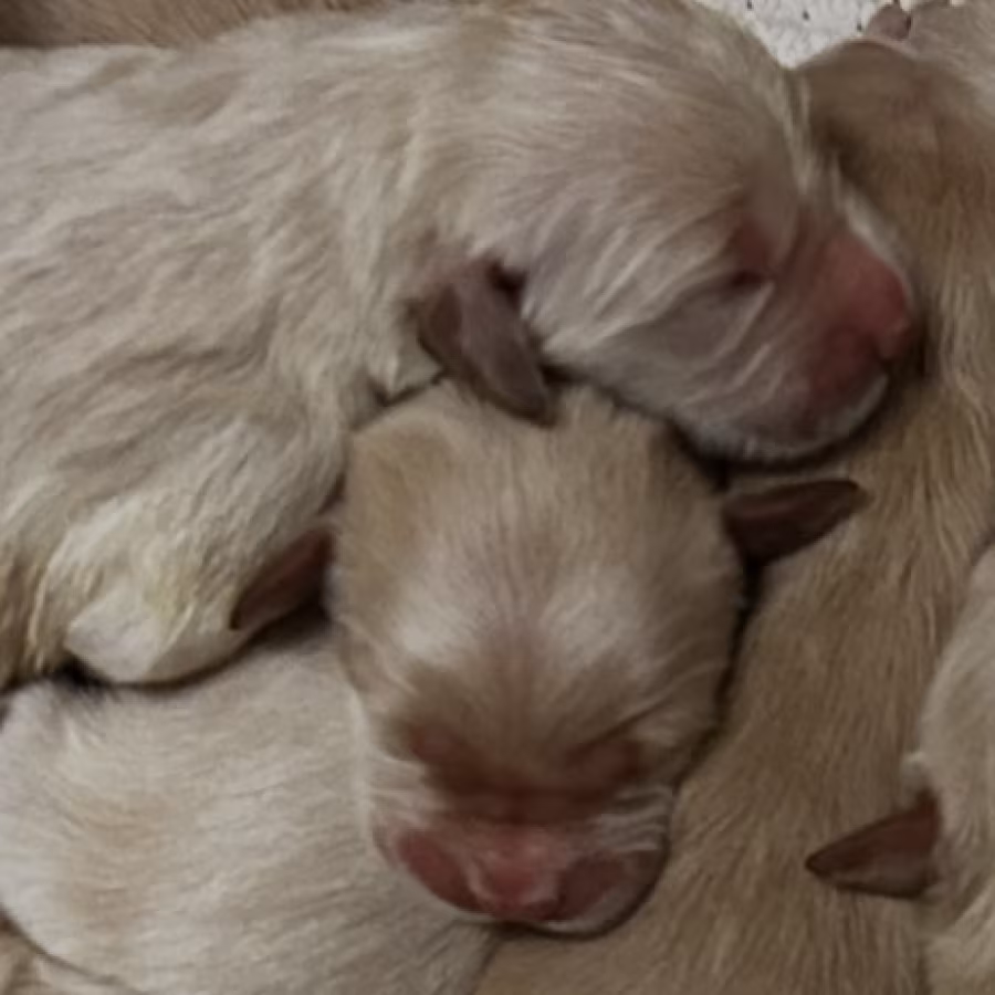 Golden Retrievers