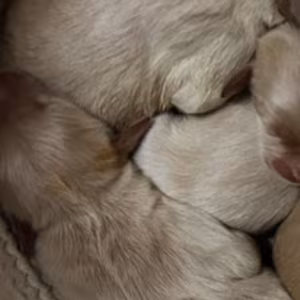 Golden Retrievers