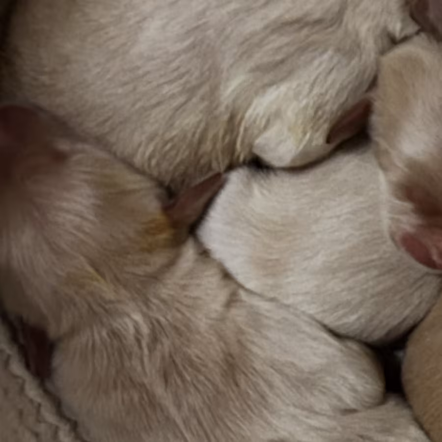 Golden Retrievers