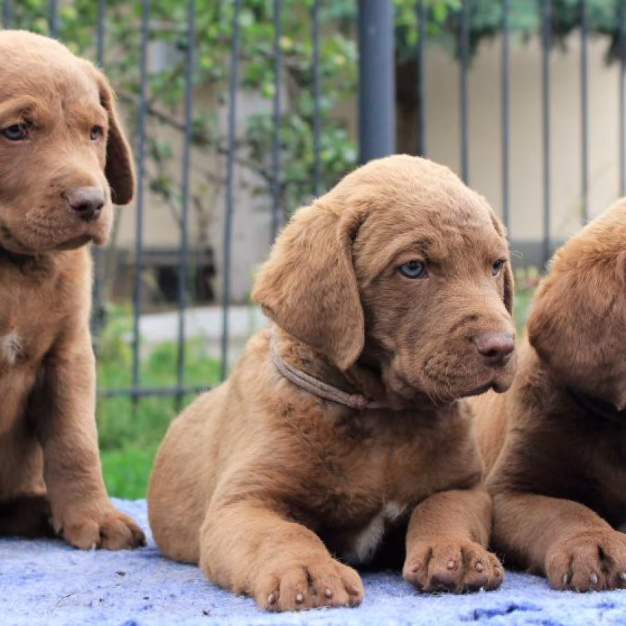 We sell Chesapeake Bay Retriever puppies, 3 months old (Dallas TX)