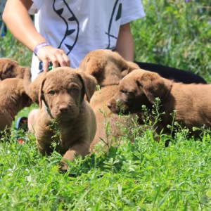 We sell Chesapeake Bay Retriever puppies, 3 months old (Dallas TX)