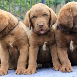 We sell Chesapeake Bay Retriever puppies, 3 months old (Dallas TX)