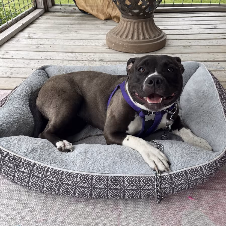 A sweet American Bully Pit Bull female looking for a new forever home!