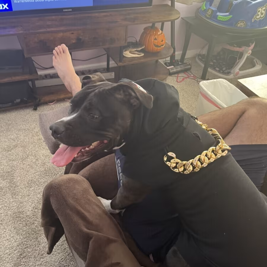 A sweet American Bully Pit Bull female looking for a new forever home!