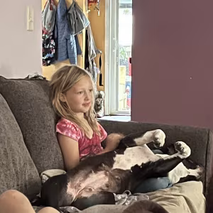 A sweet American Bully Pit Bull female looking for a new forever home!