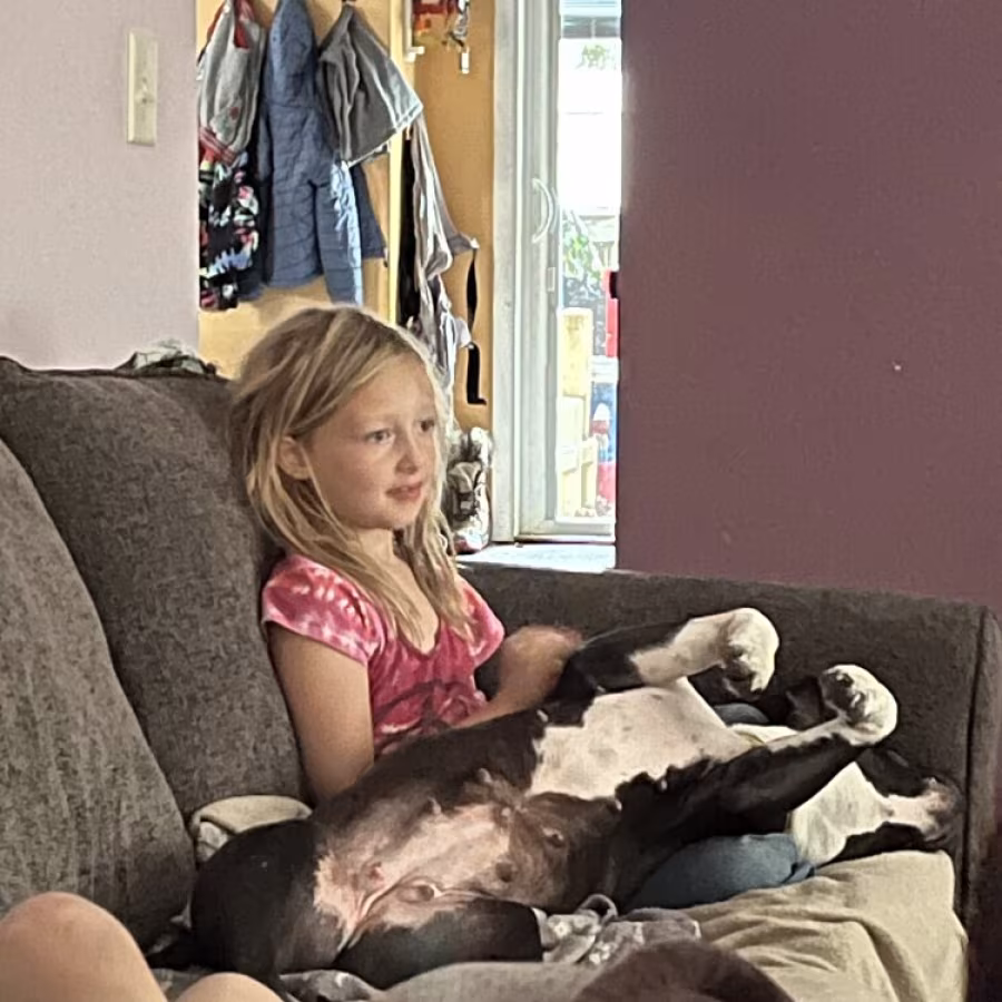 A sweet American Bully Pit Bull female looking for a new forever home!
