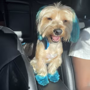 Yorkshire Terrier For Sale
