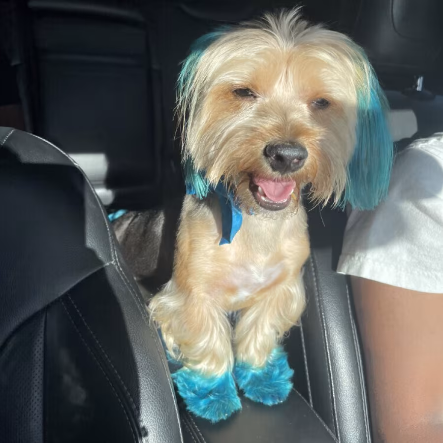 Yorkshire Terrier For Sale