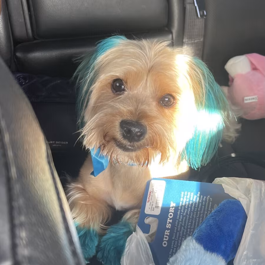 Yorkshire Terrier For Sale