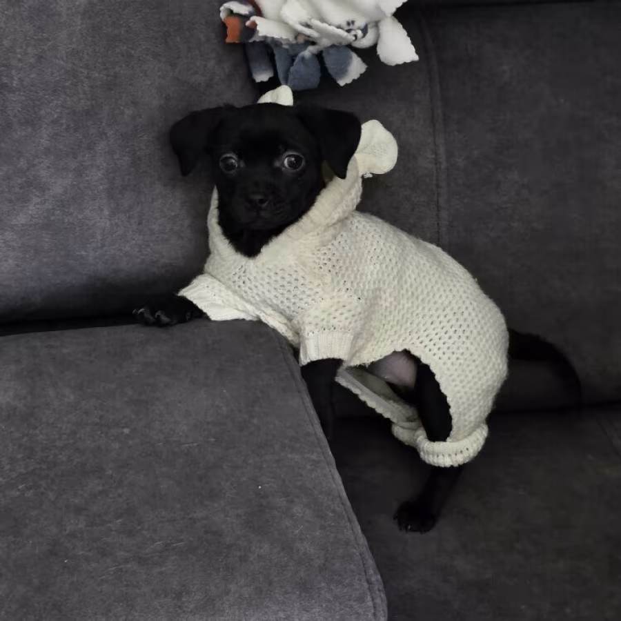 Little princess