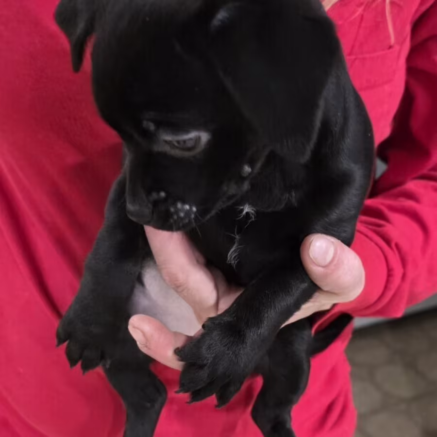 Little princess