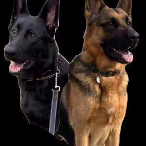 German Shepherd Puppies Looking for Loving Homes