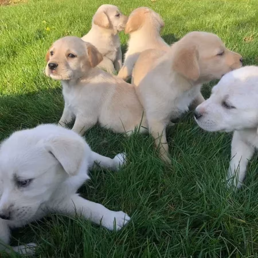 Labrador puppies for sale, Minnesota