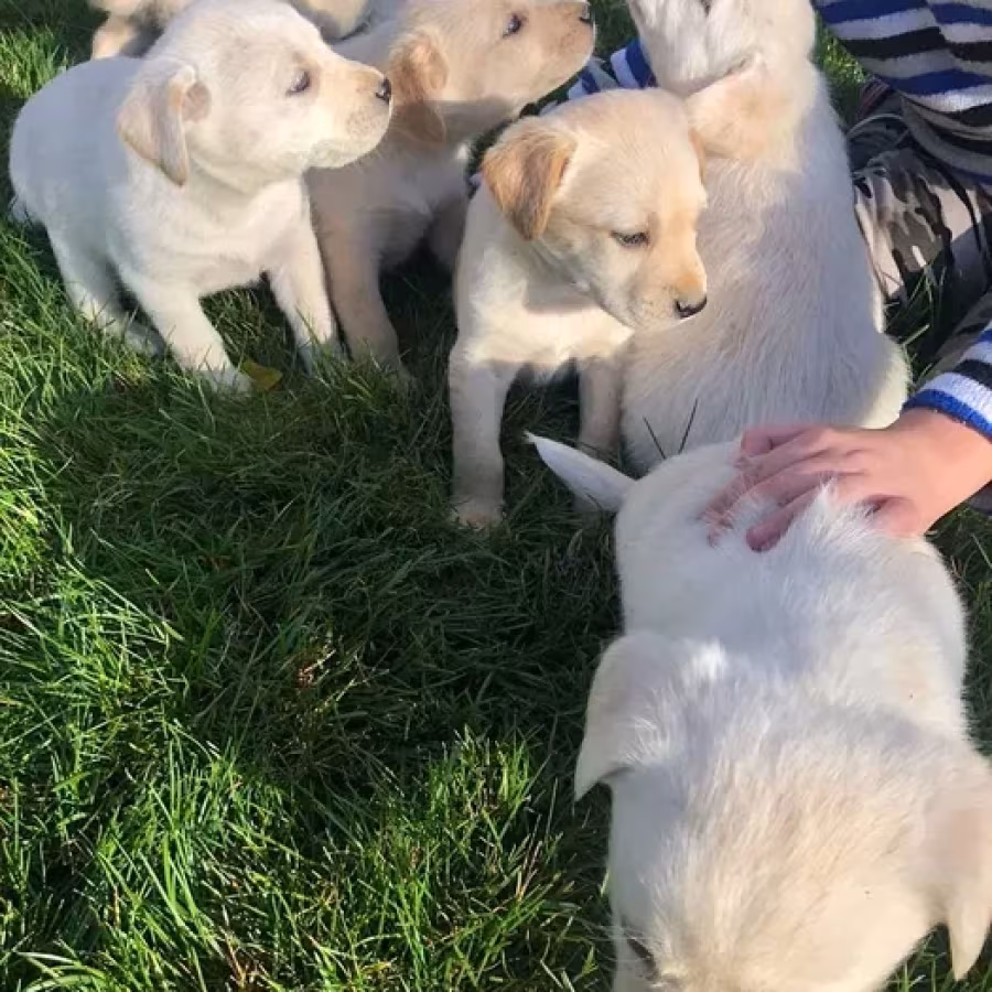 Labrador puppies for sale, Minnesota