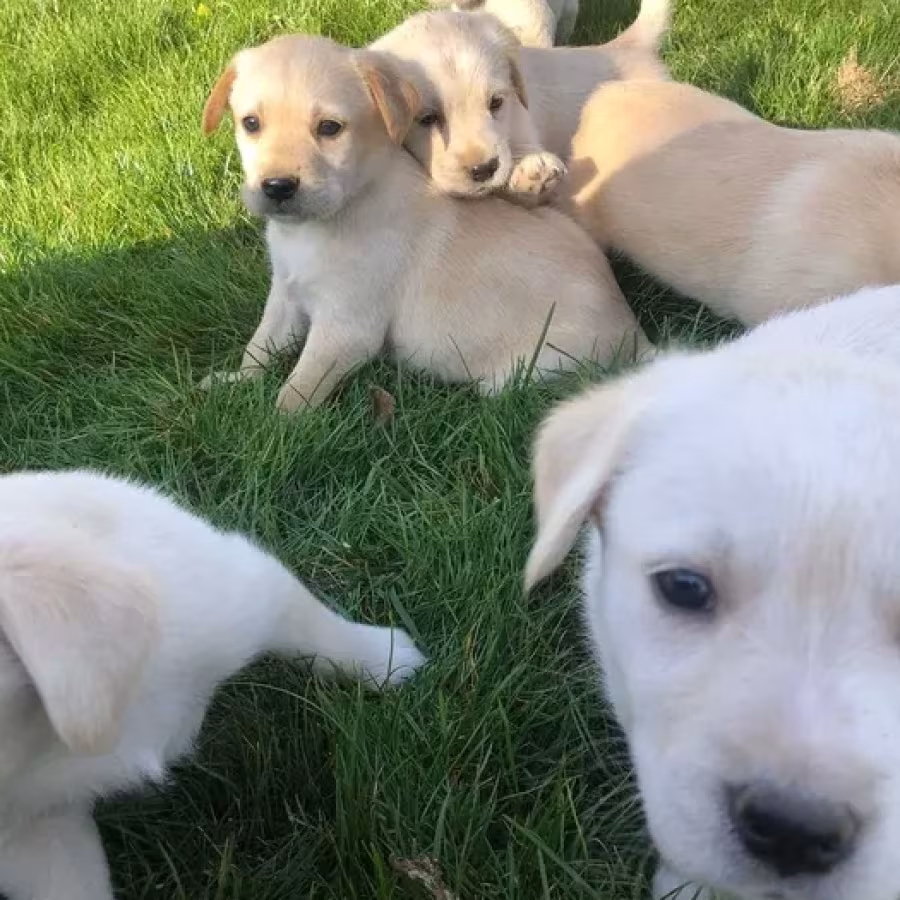Labrador puppies for sale, Minnesota