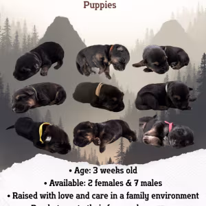 German Shepherd Puppies Looking for Loving Homes