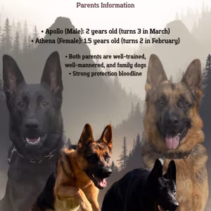 German Shepherd Puppies Looking for Loving Homes