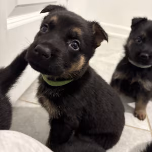German Shepherd Puppies Looking for Loving Homes
