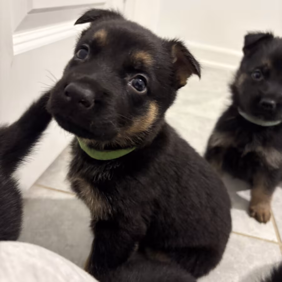 German Shepherd Puppies Looking for Loving Homes