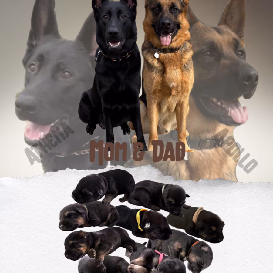German Shepherd Puppies Looking for Loving Homes