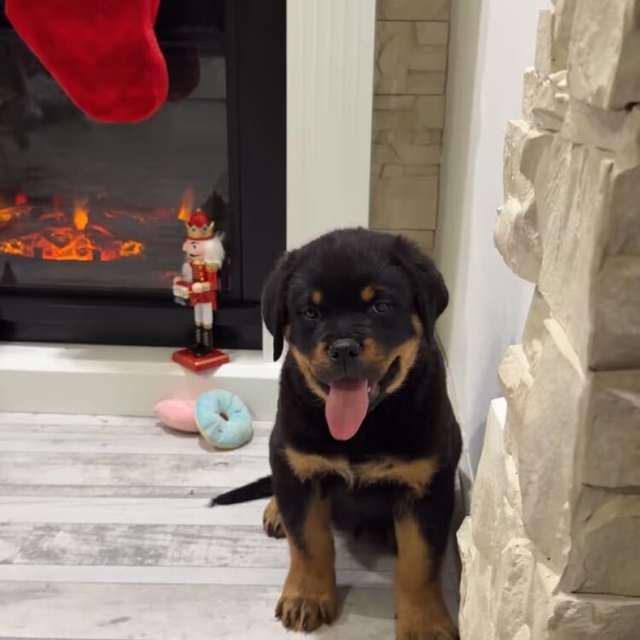 Rottweiler Puppies for sale