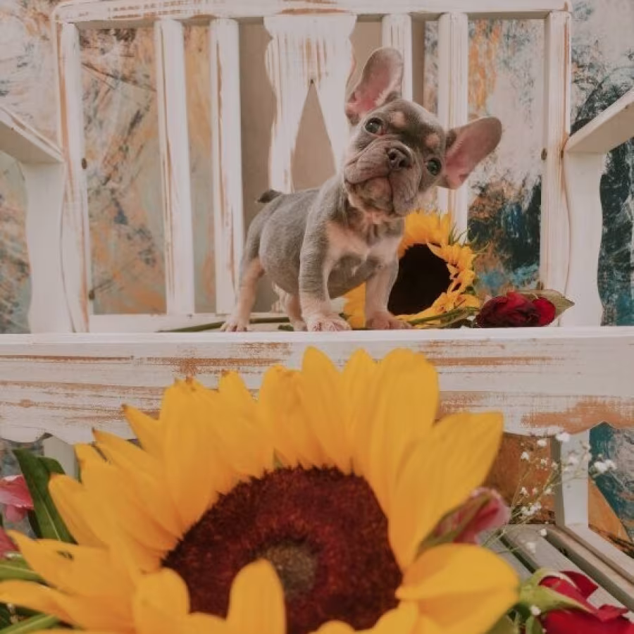 Sweet French Bulldog Puppies / AKC Registered
