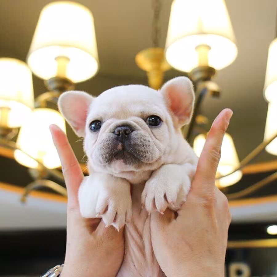 Sweet French Bulldog Puppies / AKC Registered