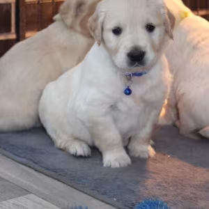 Golden Retriever Puppies for Sale