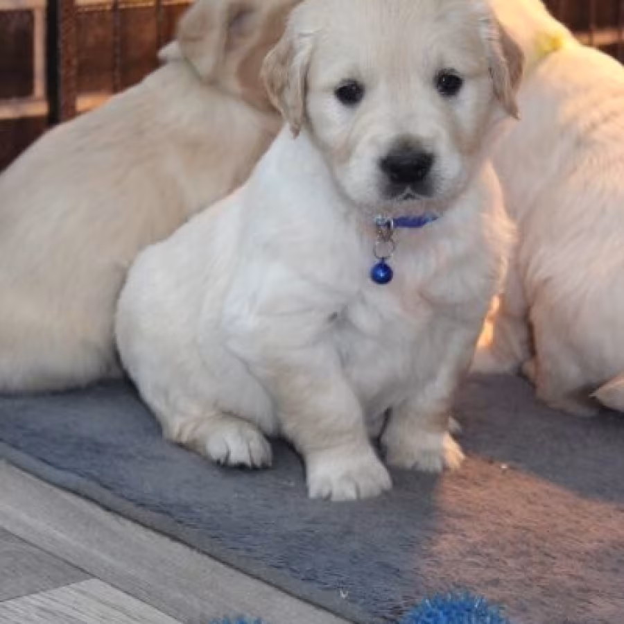 Golden Retriever Puppies for Sale