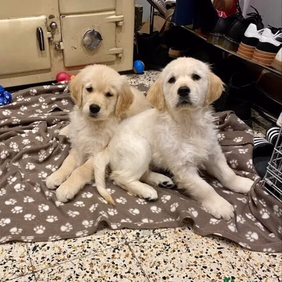 Golden Retriever Puppies for Sale