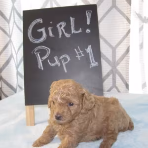 Miniature Poodle Puppies Ready text us.. +1216-516-8080