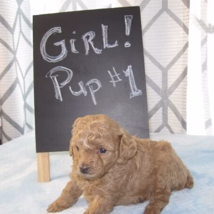 Miniature Poodle Puppies Ready text us.. +1216-516-8080