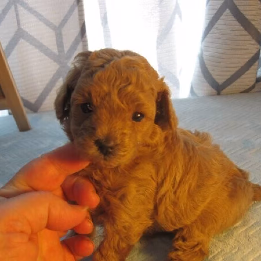 Miniature Poodle Puppies Ready text us.. +1216-516-8080