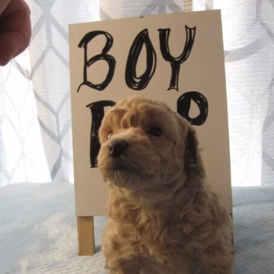 Miniature Poodle Puppies Ready text us.. +1216-516-8080