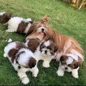 Shih Tzu Puppies for Sale text us..+1216-516-8080