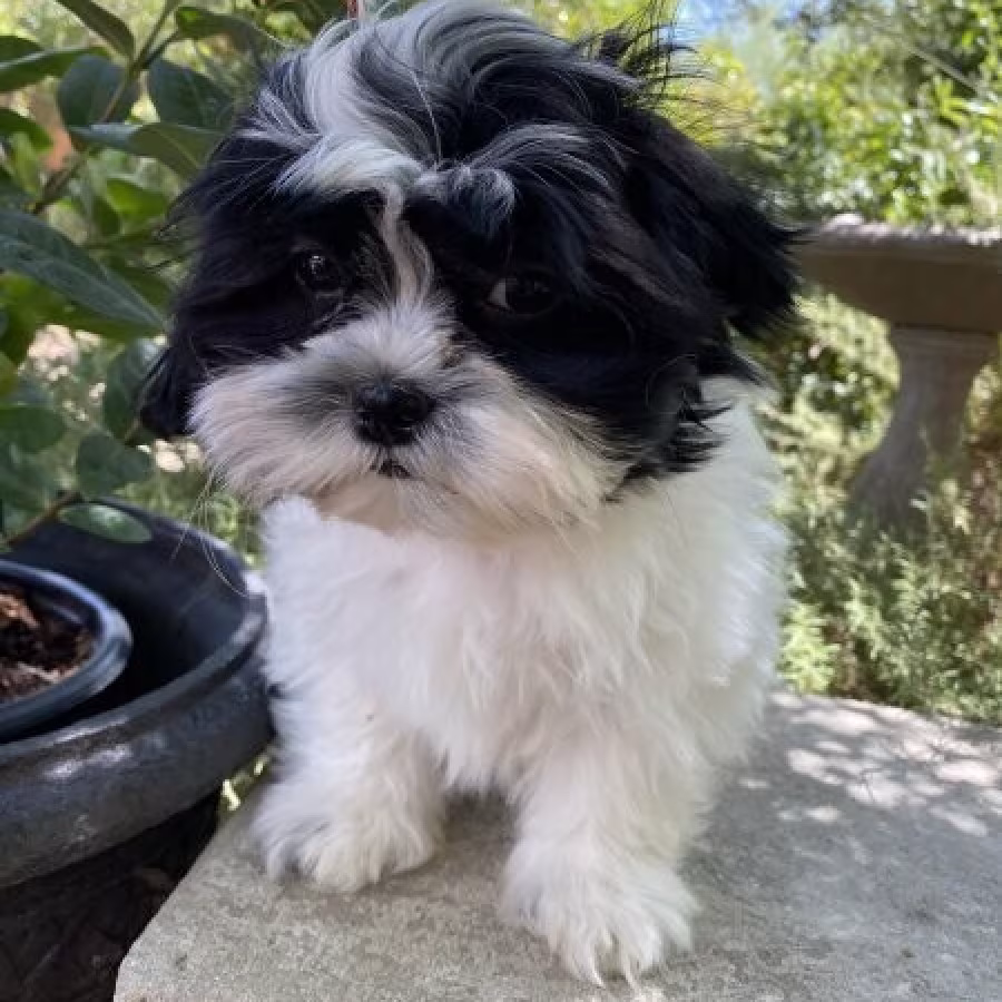 Shih Tzu Puppies for Sale text us..+1216-516-8080