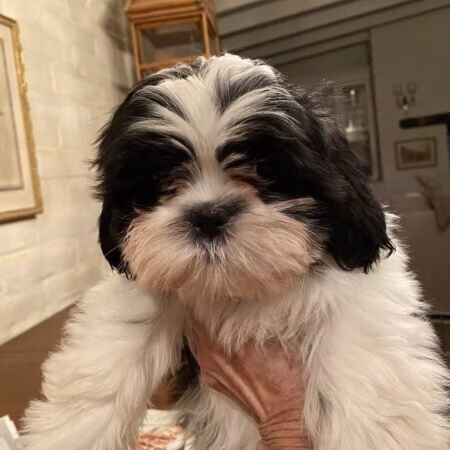 Shih Tzu Puppies for Sale text us..+1216-516-8080
