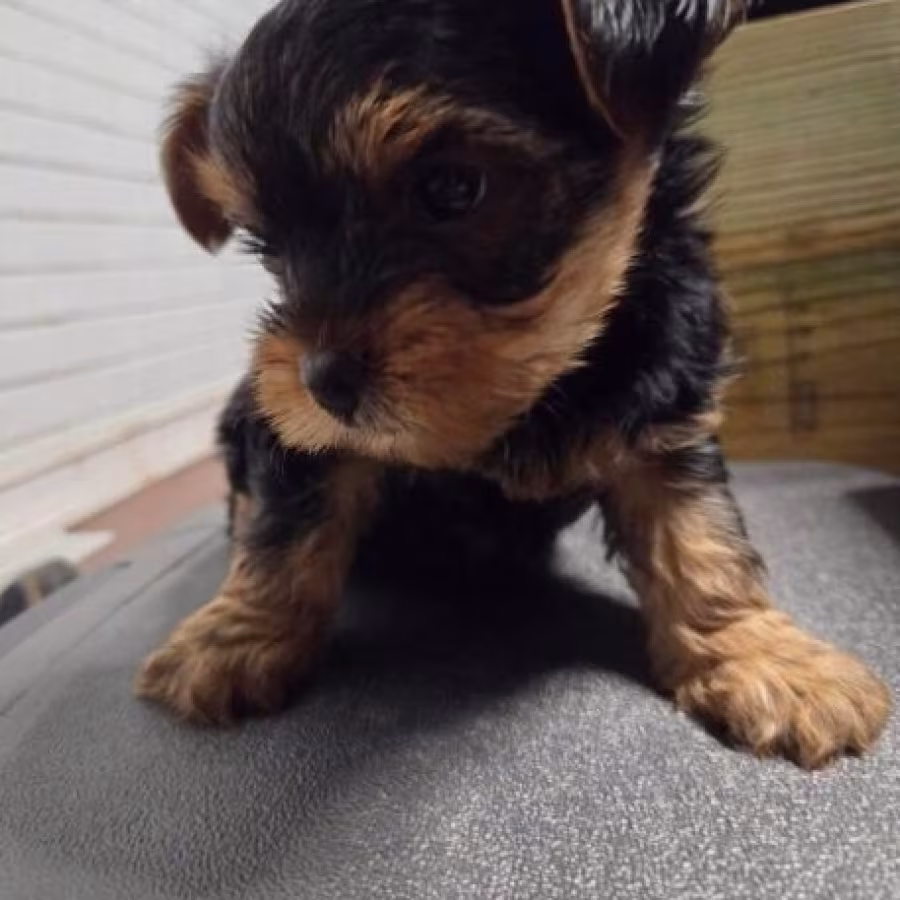 Tiny Yorkie Puppies text us.. +1216-516-8081