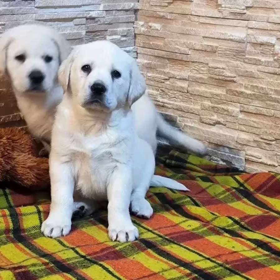 Two Labrador babies looking for their new home