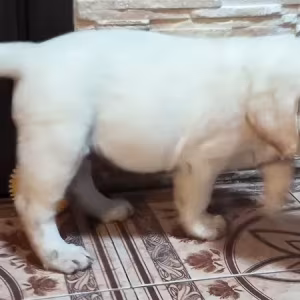 Two Labrador babies looking for their new home