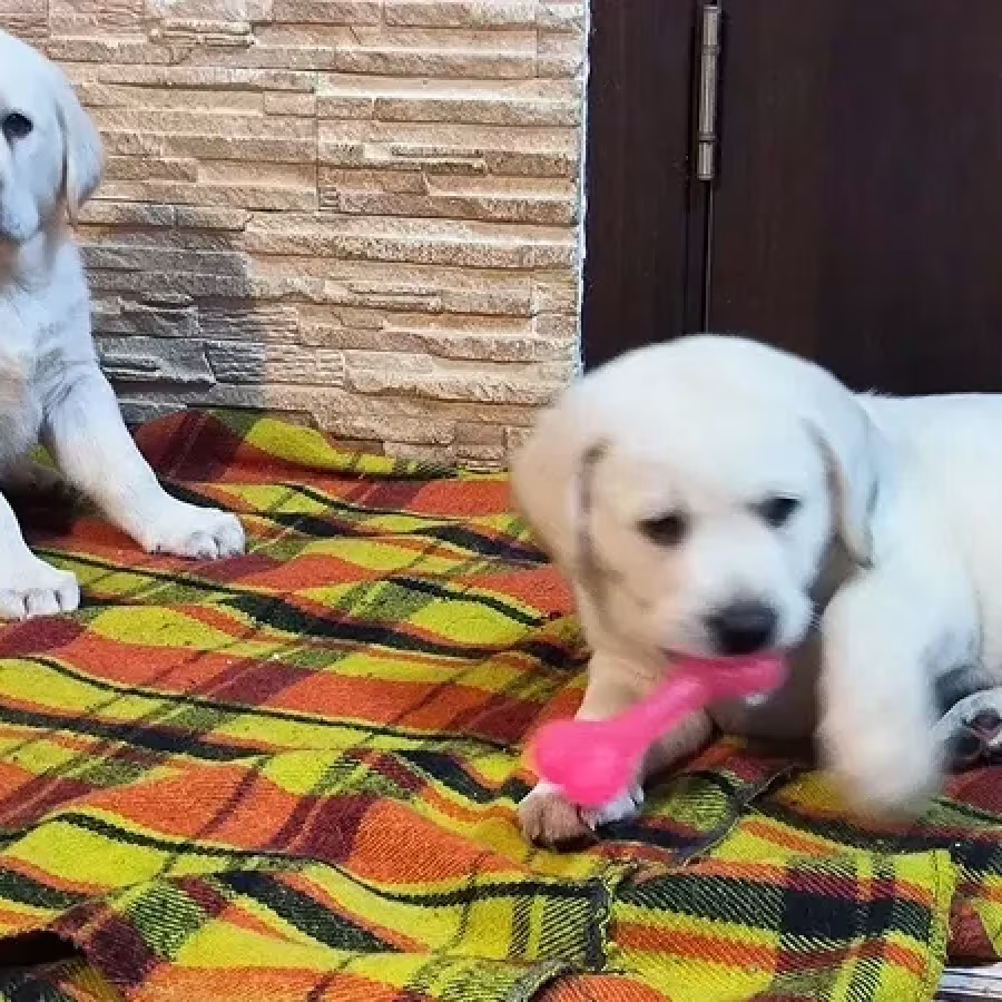 Two Labrador babies looking for their new home