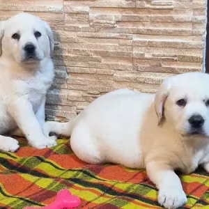 Two Labrador babies looking for their new home