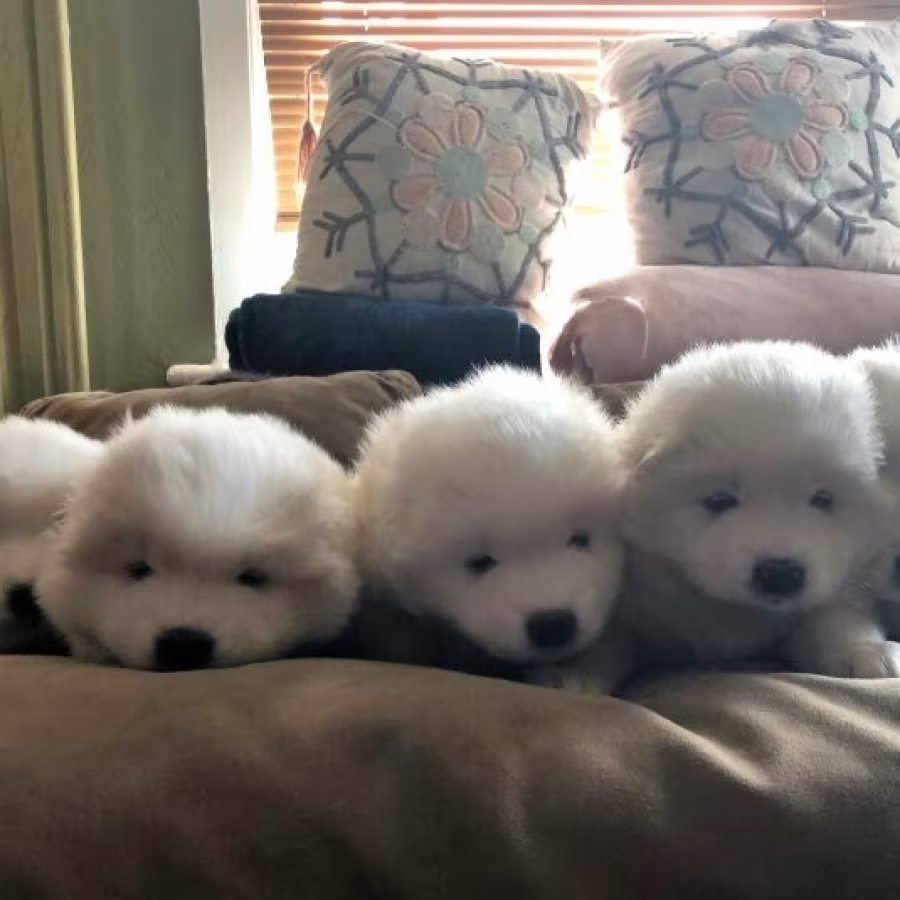 AKC Registered Samoyed Puppies for Sale text us..216-516-8080