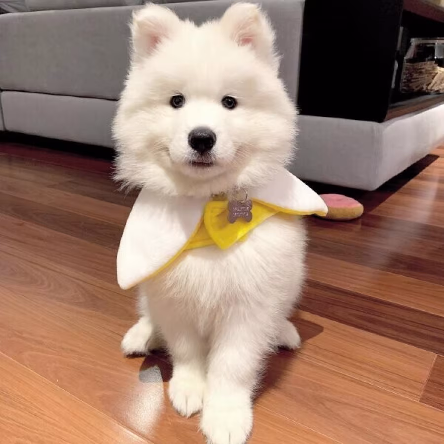 AKC Registered Samoyed Puppies for Sale text us..216-516-8080