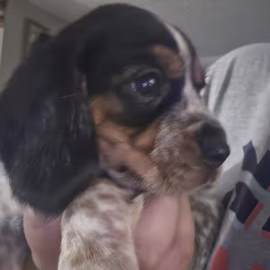 Beagle pup