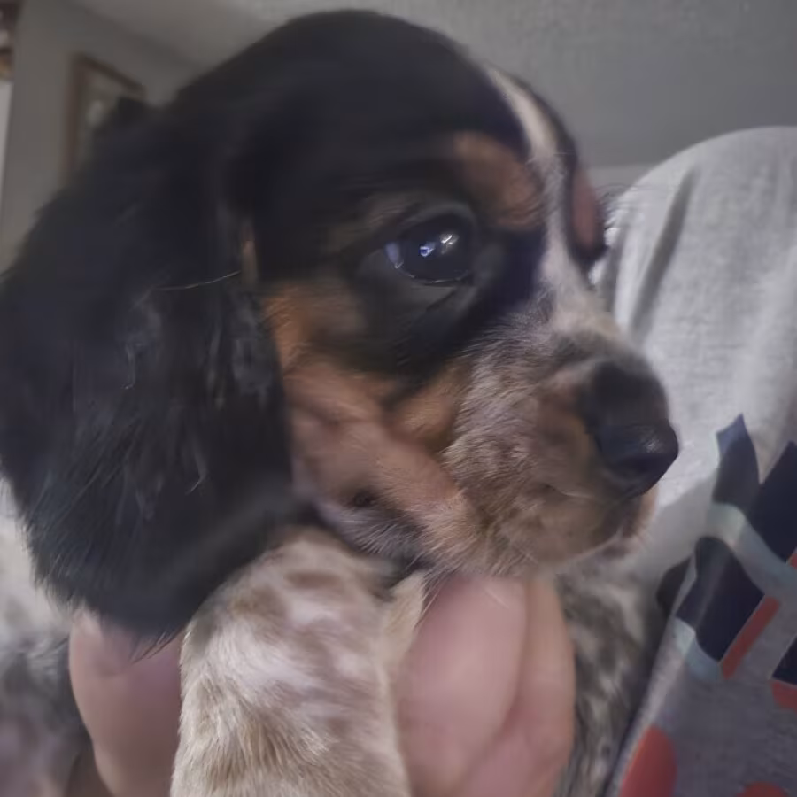 Beagle pup