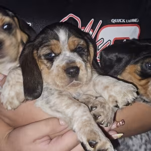 Beagle pup